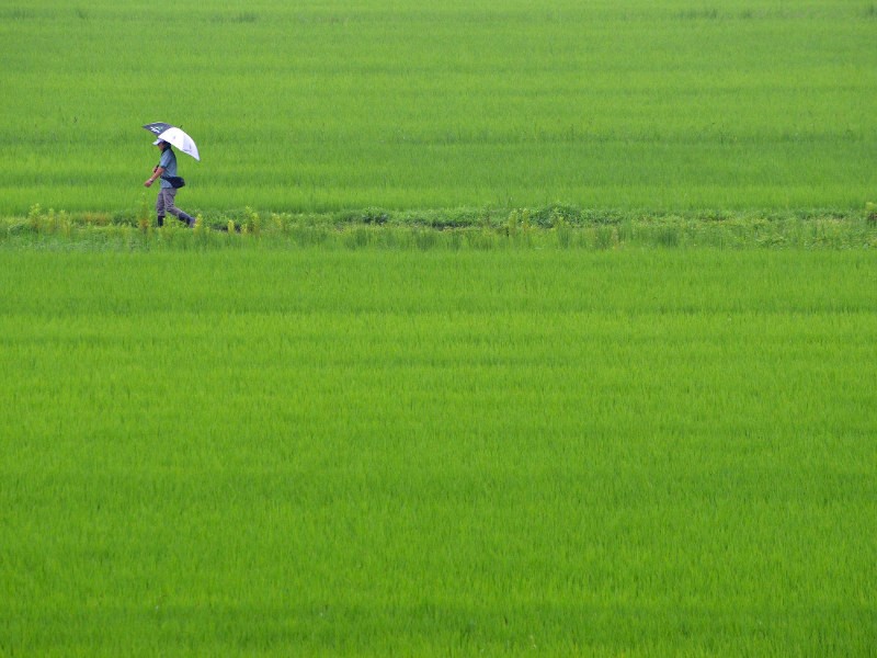 Rice Fields