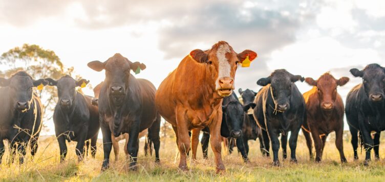 Could drug resistance in livestock be a threat to global welfare?